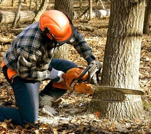 Tree Removal in Chelan Falls, WA
